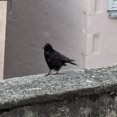 Corvidae