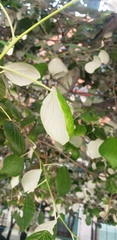 Magnoliopsida