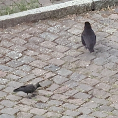 Corvidae