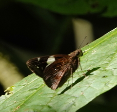 Notocrypta feisthamelii