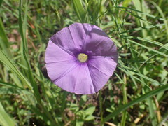 Ipomoea ternifolia leptotoma