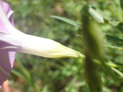 Ipomoea ternifolia leptotoma
