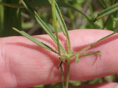 Ipomoea ternifolia leptotoma