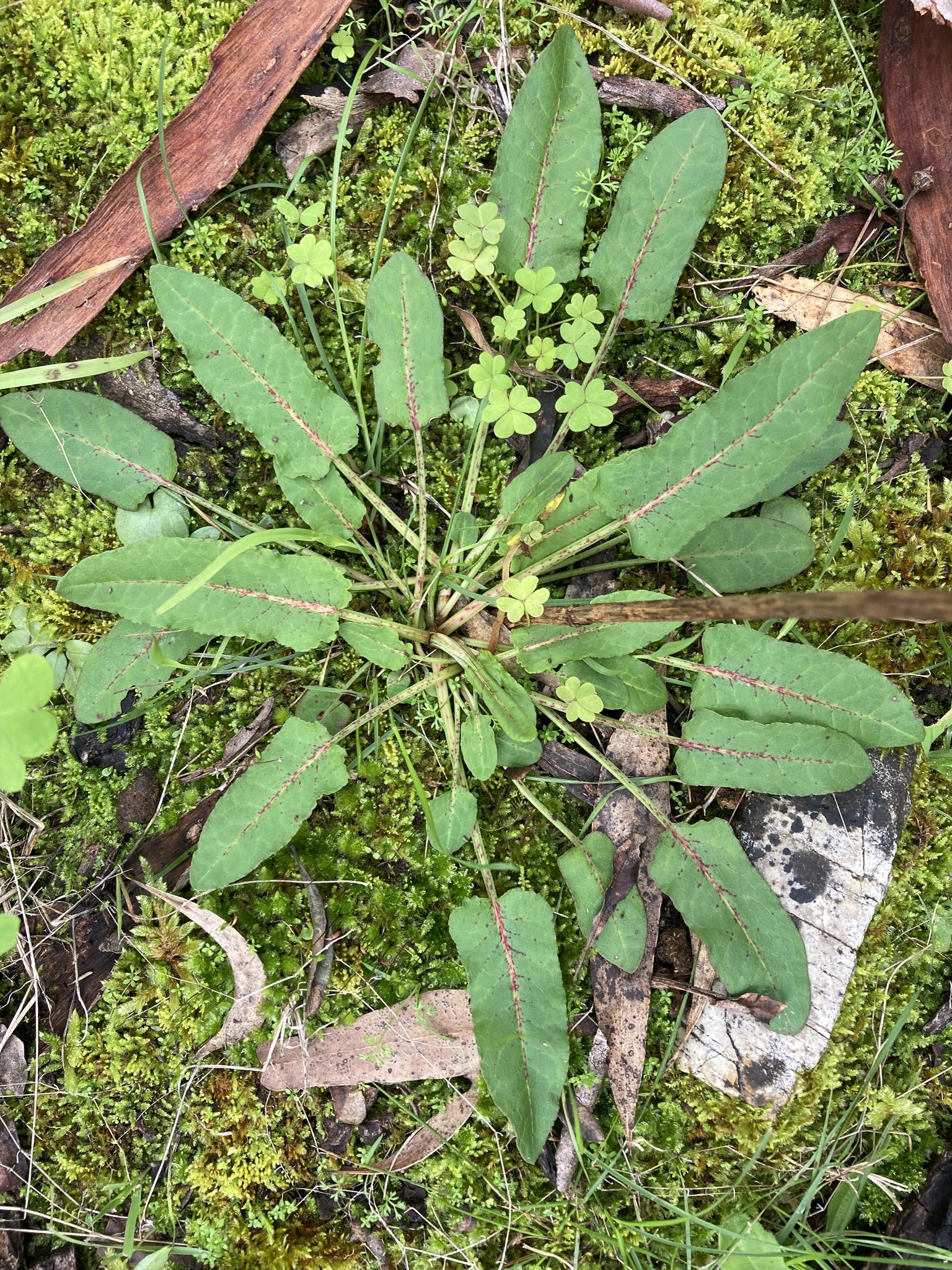 Rumex brownii