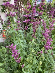 Agastache mexicana