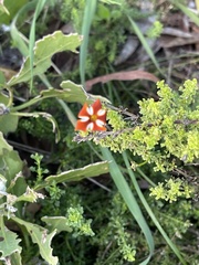 Jamesbrittenia albomarginata