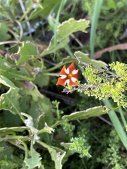 Jamesbrittenia albomarginata