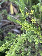 Jamesbrittenia albomarginata