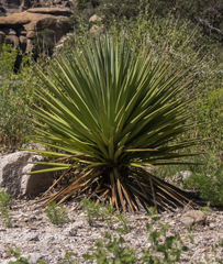 Yucca madrensis