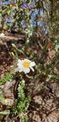 Olearia pimeleoides