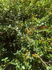 Ceanothus parvifolius