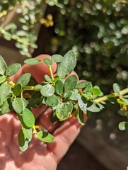 Ceanothus parvifolius