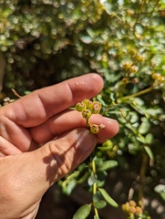 Ceanothus parvifolius