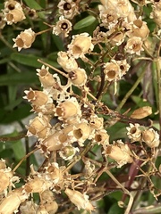 Heliosperma pusillum