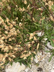 Heliosperma pusillum