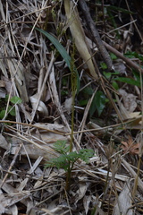 Sceptridium ternatum