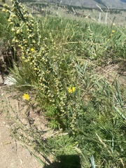 Artemisia tanacetifolia