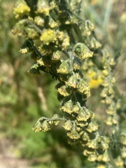 Artemisia tanacetifolia