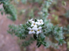 Pimelea pseudolyallii