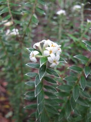 Pimelea pseudolyallii