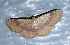 Leptostales ferruminaria