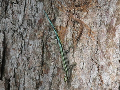 Holaspis guentheri