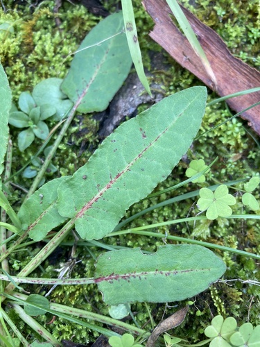 Rumex brownii