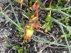 Hermannia ternifolia