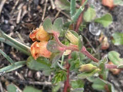 Hermannia ternifolia