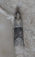 Vitula insula