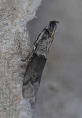 Vitula insula
