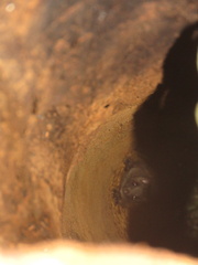 Anomalurus derbianus