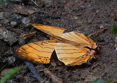 Cyrestis lutea