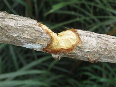 Anomalurus derbianus