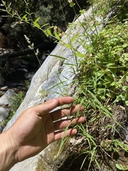 Muhlenbergia californica