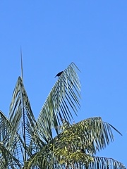 Molothrus oryzivorus
