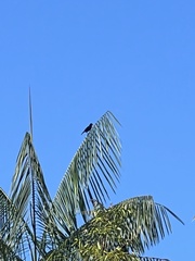 Molothrus oryzivorus
