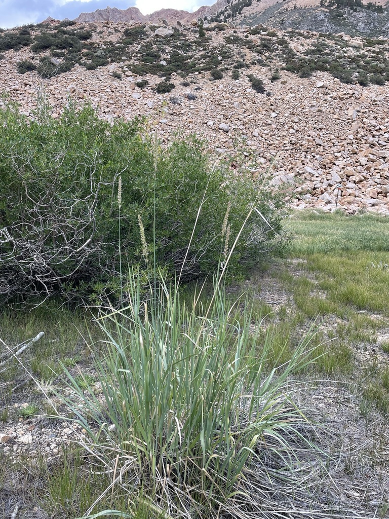 Great Basin Wildrye from Inyo County, CA, USA on August 07, 2022 at 05: ...