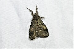 Orgyia pseudotsugata