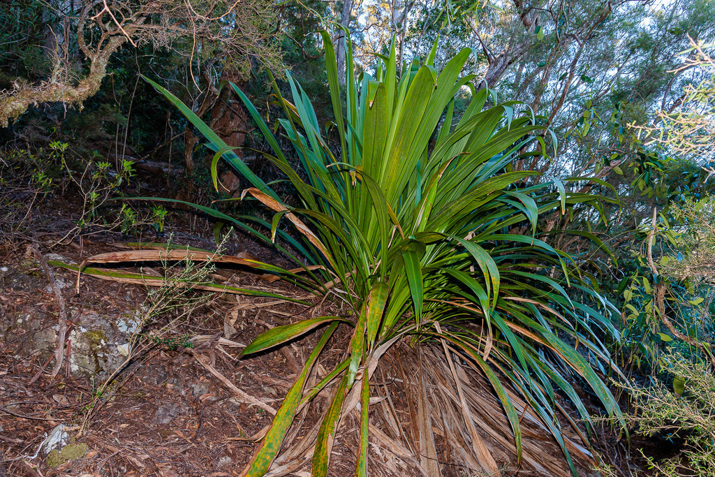 Giant spear lily from Springbrook QLD 4213, Australia on August 8, 2022 ...