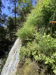 Muhlenbergia californica