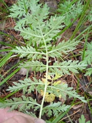 Artemisia armeniaca