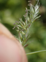 Muhlenbergia californica