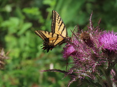 Papilio multicaudata grandiosus