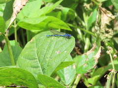 Argia chelata