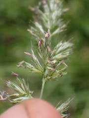 Muhlenbergia californica