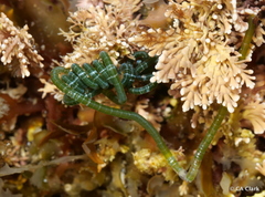 Chaetomorpha spiralis