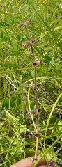 Salvia dumetorum