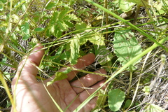 Salvia dumetorum