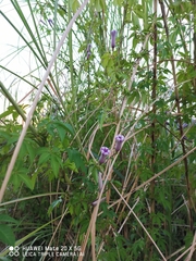 Ipomoea cairica